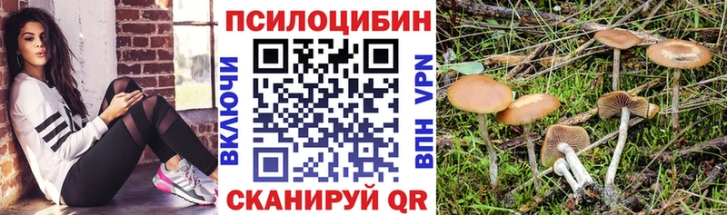 купить  сайты  Тырныауз  Псилоцибиновые грибы мицелий 